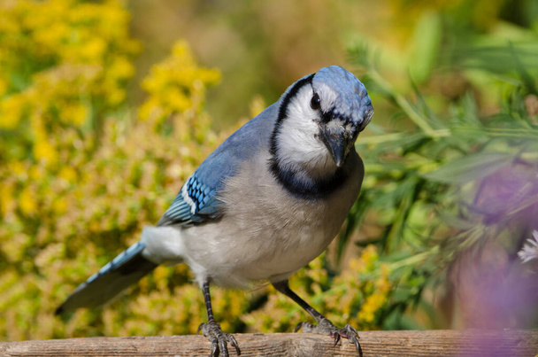 Blue Jay (Cyanocitta cristata) These colorful corvids are native to eastern North America and mainly feed on nuts and seeds, often caching food for winter. - Фото, изображение