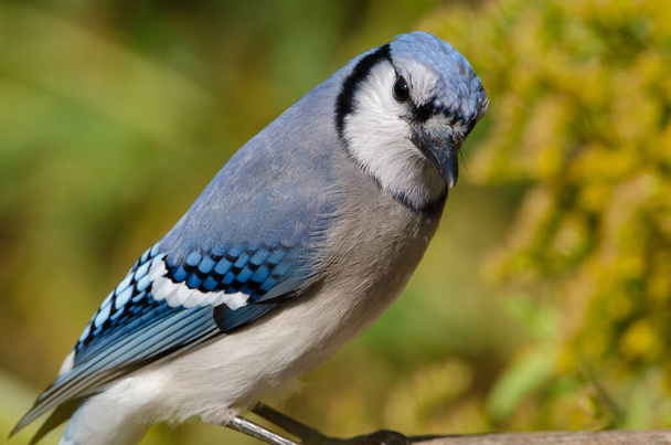 Blue Jay (Cyanocitta cristata) These colorful corvids are native to eastern North America and mainly feed on nuts and seeds, often caching food for winter. - Foto, imagen