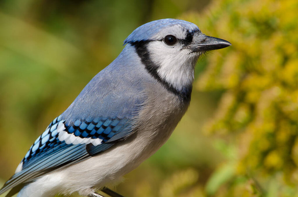 Blue Jay (Cyanocitta cristata) These colorful corvids are native to eastern North America and mainly feed on nuts and seeds, often caching food for winter. - Photo, Image