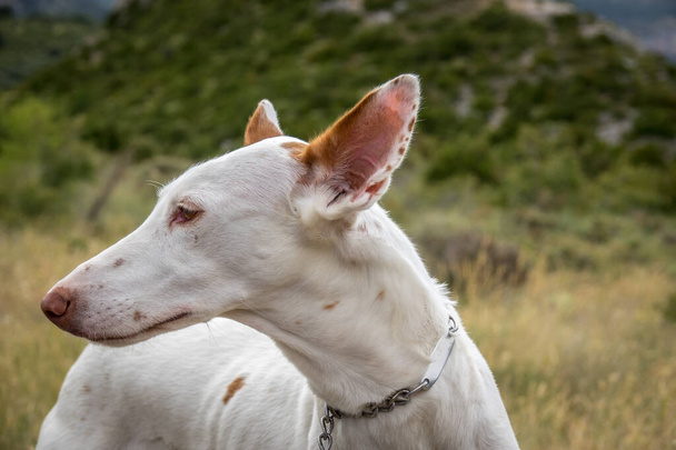 Podenco Ibicenco - Biały Ibizan Warren Hound, jest jednym ze średnich psów gończych - Zdjęcie, obraz
