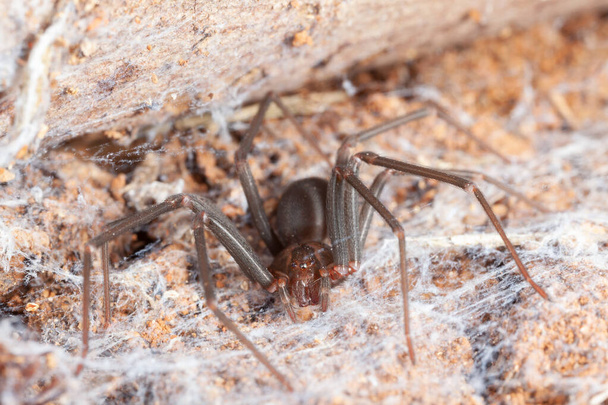 Павук на природному середовищі небезпечний отруйний павук
 - Фото, зображення