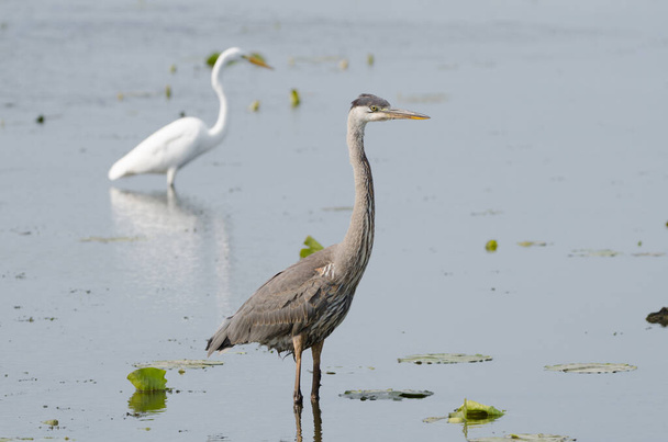 Great Blue Heron (Ardea herodias) and Great Egret (Ardea alba), two of the larger species of the heron family, standing together, fishing in a marsh. - Photo, Image