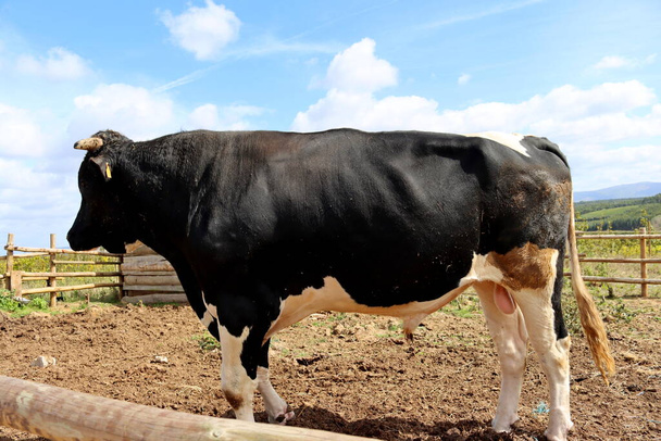家畜農場の完全な成長で大規模な黒と白の雄牛。ブルクローズアップ。家畜. - 写真・画像