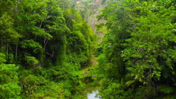 Fluss im Dschungel. Bohol, Philippinen. - Filmmaterial, Video