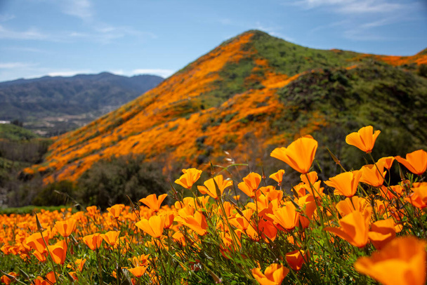 Phénomène de super floraison de fleurs sauvages en Californie. Des milliers de fleurs de pavot orange fleurissent en même temps. - Photo, image