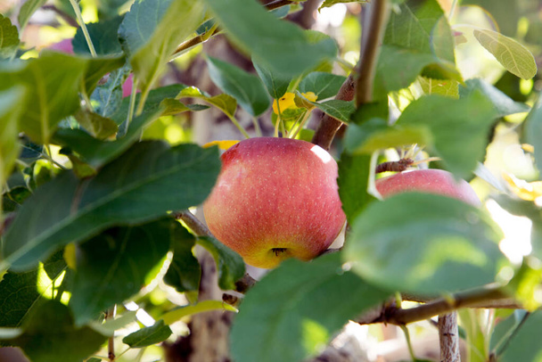 Сбор яблок, яблоня осенью - Фото, изображение