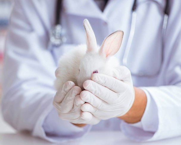 Vet doctor examining rabbit in pet hospital - Foto, Bild