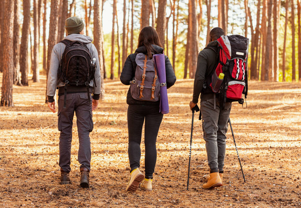 Internationale Backpacker spazieren durch herbstlichen Kiefernwald - Foto, Bild