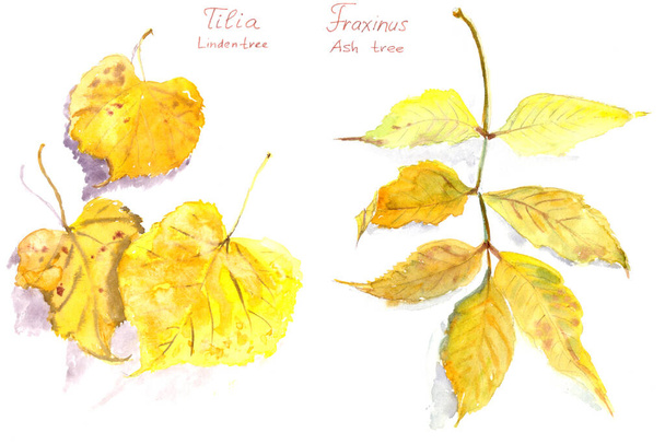 набор осенних листьев, акварель на белом фоне, надписи на дереве Линден и ясеня на английском и латыни - Фото, изображение