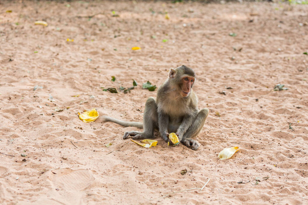 monkey sits on the sand and eats banana - Photo, Image