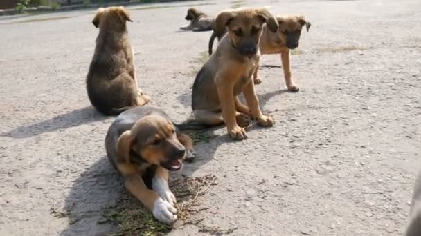 Een zwerm kleine dakloze puppy 's die op straat lopen. Een puppy die een bot eet - Video