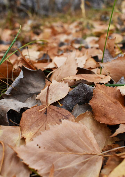   Herbst. Autorin Orendovskaya Ylyana.  .   . - Foto, Bild