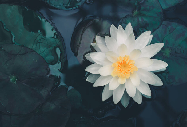 hermosa flor de loto blanco con hoja verde - Foto, imagen