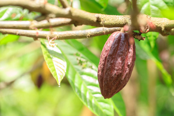 Дерево какао (Theobroma cacao). Органічні какао фруктові стручки в природі
. - Фото, зображення