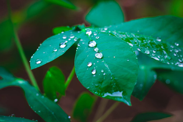 rain drops on a leaf - Φωτογραφία, εικόνα