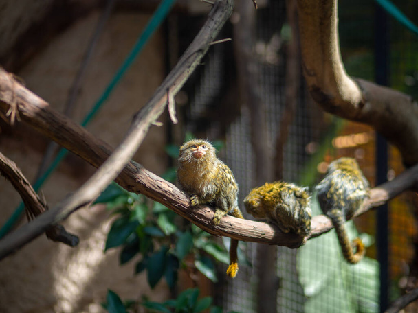 A beautiful shot of adorable Pygmy marmosets sitting on a branch - Фото, изображение