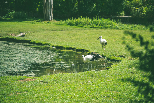 A beautiful shot of storks in a meadow - Foto, Imagen