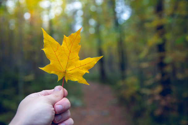 A selective focus shot of a man holding a yellow maple leaf in a park - 写真・画像