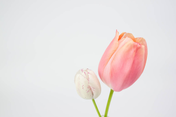Beautiful tulips on a white background - springtime floral theme backdrop - Fotoğraf, Görsel