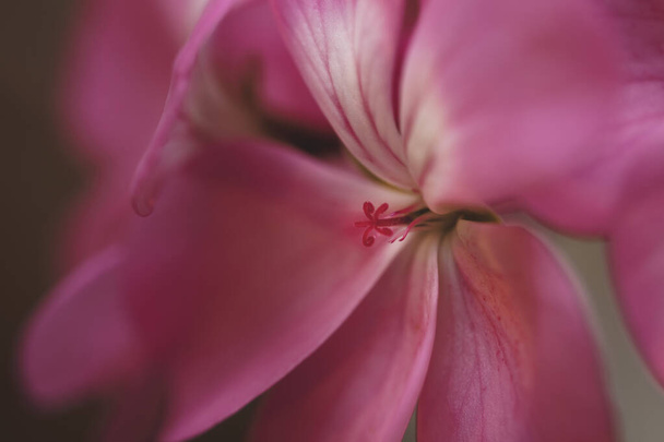 A selective focus shot of pink geranium pelargonium - 写真・画像