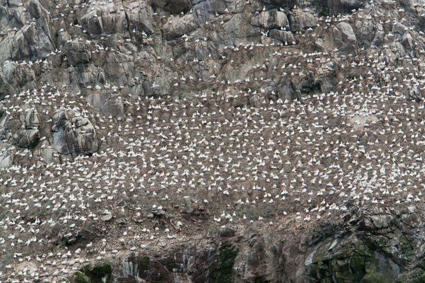 λεπτομέρεια από ένα καταφύγιο πουλιών σε επτά νησιά - Φωτογραφία, εικόνα