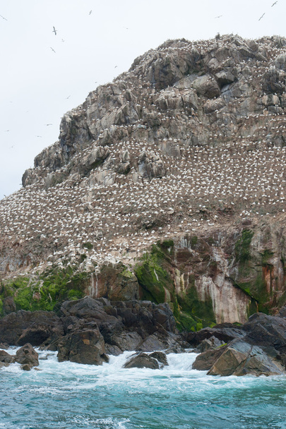 bir kuş kutsal, yedi adalar nüfusu - Fotoğraf, Görsel