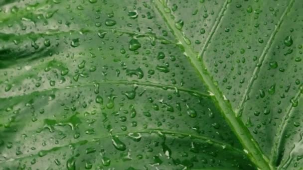緑の植物の葉に降る雨。カチュパタまたは水の雨滴とマンモスの象の耳の球根。夏の雨ビデオ映像。自然雨の季節背景。効果音。前景に焦点を当てる. - 映像、動画