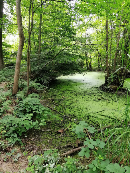 A shot of a mossy lake in a forest - Zdjęcie, obraz