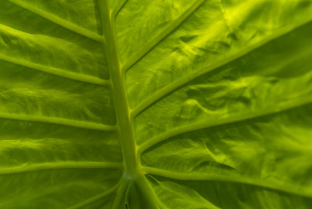 A closeup texture of a bright green leaf as a background - Photo, Image