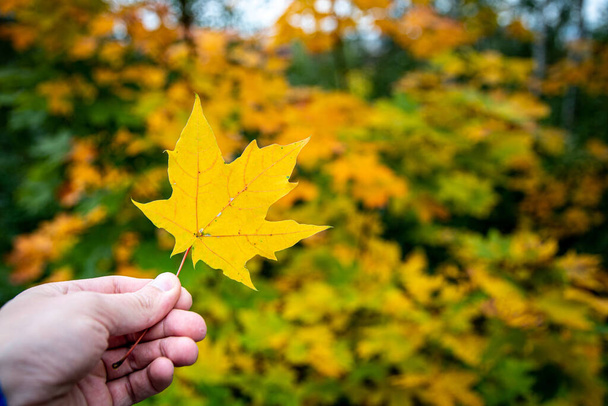 A selective focus shot of a man holding a yellow maple leaf in a park - Φωτογραφία, εικόνα