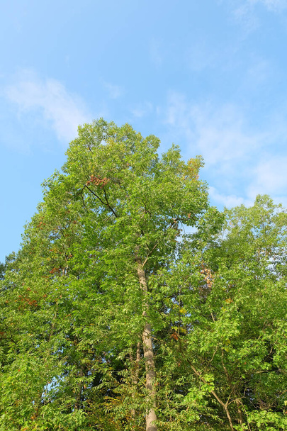 A low angle shot of a green tree on a blue sky background - Zdjęcie, obraz