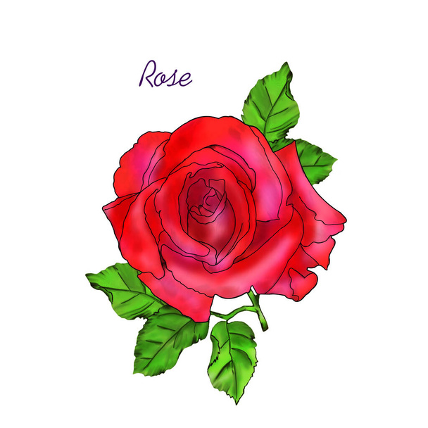 Rose flower close - up on a white background. Drawing for printing on paper or fabric. - Photo, Image
