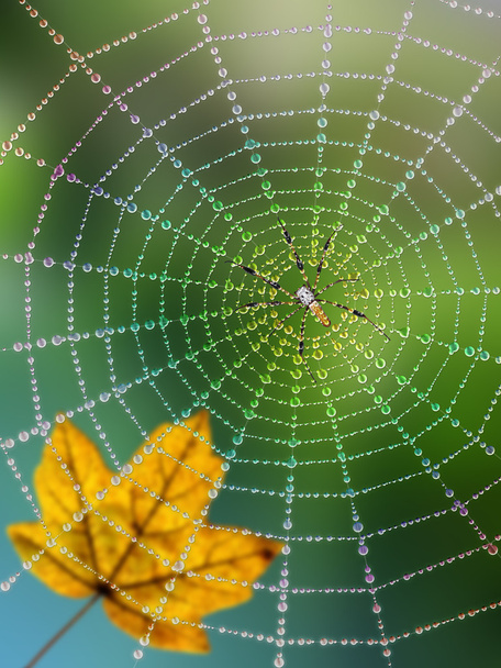 örümcek ağı, çiğ ve paslı yaprak - Fotoğraf, Görsel
