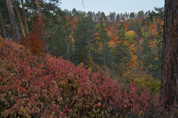 Podzimní pohled z hory na velkou řeku, v lese se zlatými listy a zelenými jedlemi. Podzimní čas v lese. Podzim. - Fotografie, Obrázek