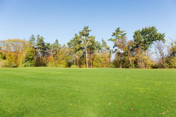 Lawn with mown grass on a background of the autumn mixed forest and clear sky - Foto, afbeelding