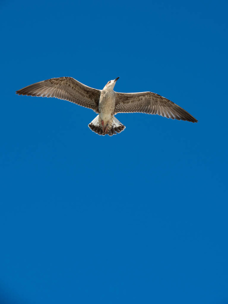 A vertical shot of a seagull flying on the blue sky background - Фото, зображення