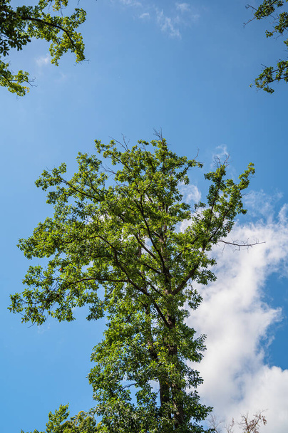 Parktaki mavi gökyüzünün altında parlayan güzel, uzun ağaç duvar kağıtları için harika. - Fotoğraf, Görsel