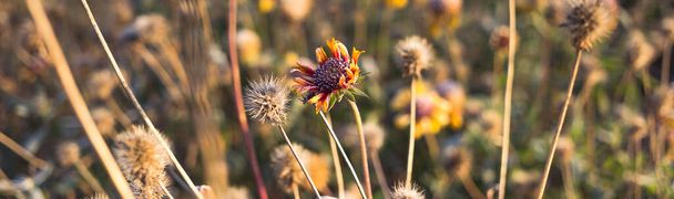 Krásná suchá květina pokrytá chrastítkem - Fotografie, Obrázek