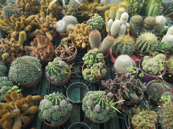 A top view of different kinds of small succulents in pots - Фото, изображение