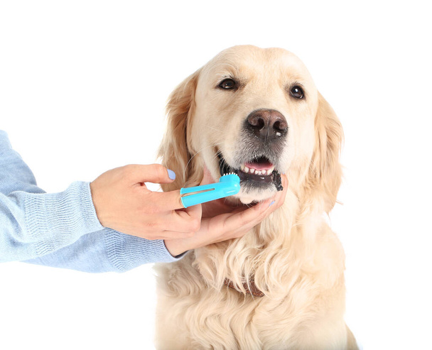 Eigenaar poetsen tanden van schattige hond op witte achtergrond - Foto, afbeelding