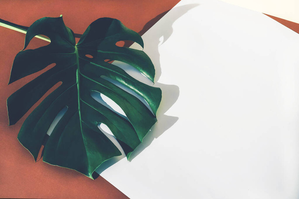 Monstera leaf with shadow on pastel background. Conceptual minimalism. - Photo, Image