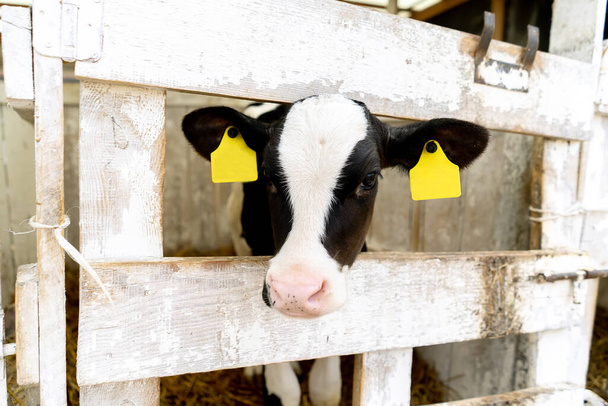 close-up of a calf's head on a farm - Fotoğraf, Görsel