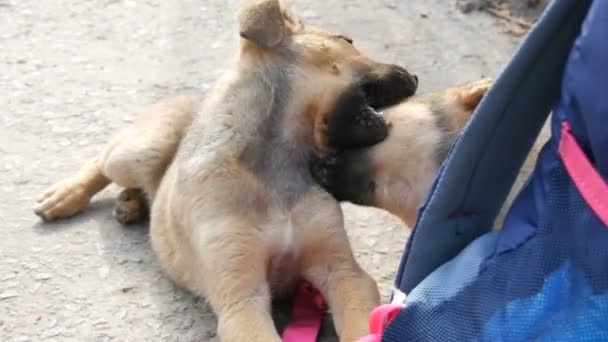 Cachorros pequenos engraçados do cão que jogam com a mochila das mulheres marchando ou um saco na rua - Filmagem, Vídeo