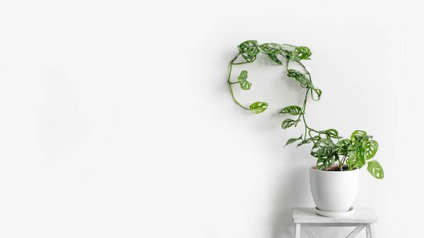 Beautiful plant Monstera Monkey Mask in a white pot stands on a white pedestal on a white background. Houseplant Monstera obliqua on a white background - Foto, Imagem
