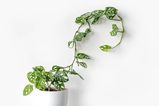 Beautiful plant Monstera Monkey Mask in a white pot stands on a white pedestal on a white background. Houseplant Monstera obliqua on a white background - Photo, Image