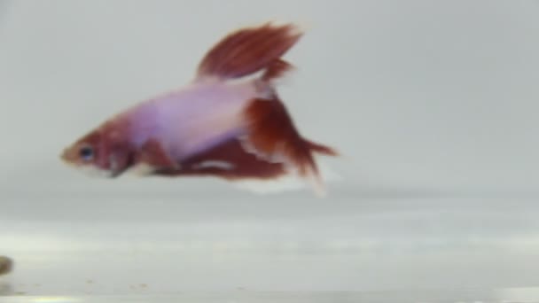 Kırmızı ve beyaz renkli betta balığı izole edilmiş beyaz arkaplan - Video, Çekim