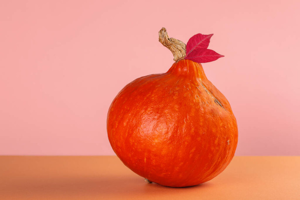 Beautiful pumpkin on orange and pink background, decorated with red leaves. - Foto, Imagen