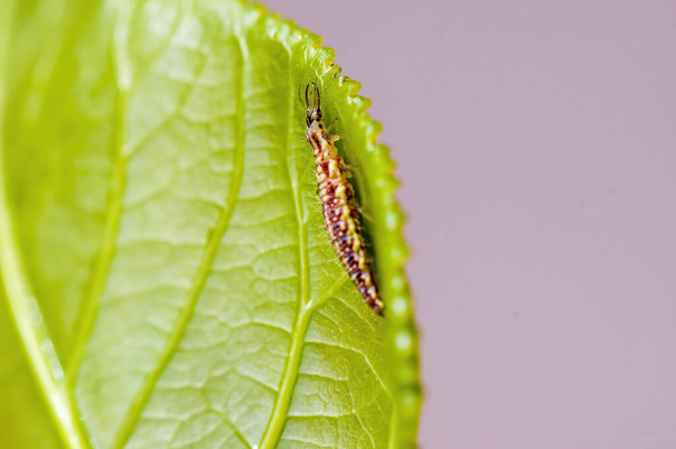 a Small larvae insect on a plant in the meadows - Photo, Image