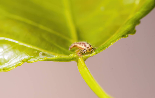 a Small larvae insect on a plant in the meadows - Photo, Image