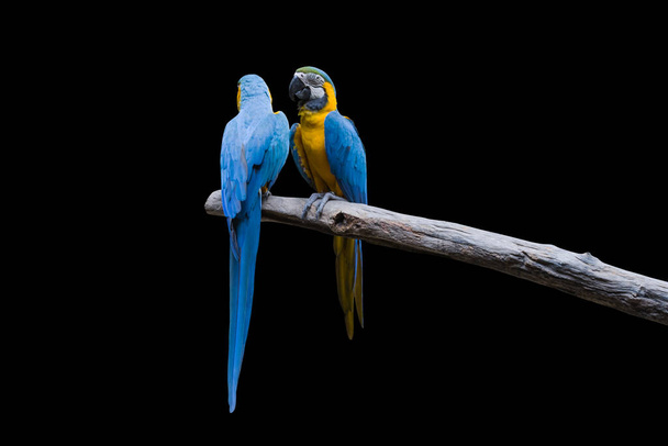 Bird Blue-and-yellow macaw στέκεται σε κλαδιά απομονώνουν μαύρο φόντο - Φωτογραφία, εικόνα